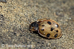 Asiatischer Marienkäfer (Harmonia axyridis) (C193898)
