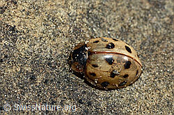 Asiatischer Marienkäfer (Harmonia axyridis) (C193899)