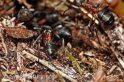 Foto: Grosse Kerbameise (Formica exsecta)