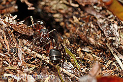 Foto: Grosse Kerbameise (Formica exsecta)
