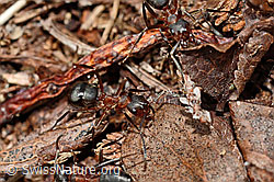Foto: Grosse Kerbameise (Formica exsecta)