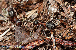 Foto: Grosse Kerbameise (Formica exsecta)