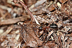 Foto: Grosse Kerbameise (Formica exsecta)