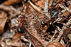 Foto: Grosse Kerbameise (Formica exsecta)