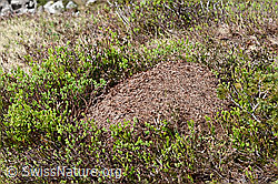 Foto: Grosse Kerbameise (Formica exsecta)