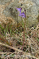 C193964: Grosses Alpenglöckchen (Soldanella alpina)