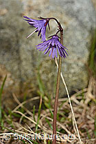 C193965: Grosses Alpenglöckchen (Soldanella alpina)