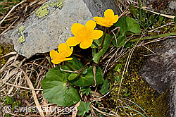 Sumpf-Dotterblume (Caltha palustris) (C193970)