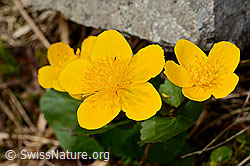 Sumpf-Dotterblume (Caltha palustris) (C193978)