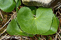 Sumpf-Dotterblume (Caltha palustris) (C193979)