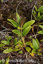 C194018: Rostblättrige Alpenrose (Rhododendron ferrugineum)