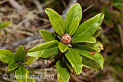 C194019: Rostblättrige Alpenrose (Rhododendron ferrugineum)