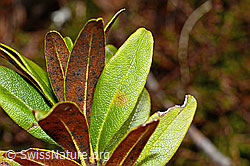 C194021: Rostblättrige Alpenrose (Rhododendron ferrugineum)