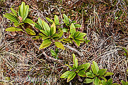 C194024: Rostblättrige Alpenrose (Rhododendron ferrugineum)