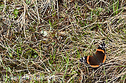 Vanessa atalanta (19.06.2021, C194026)