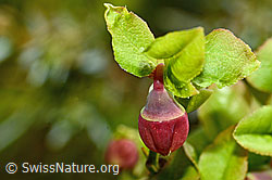 C194089: Heidelbeere (Vaccinium myrtillus)