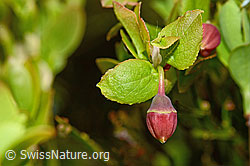 C194090: Heidelbeere (Vaccinium myrtillus)