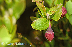 C194091: Heidelbeere (Vaccinium myrtillus)