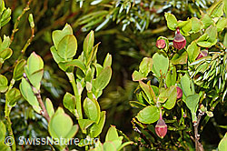 C194092: Heidelbeere (Vaccinium myrtillus)