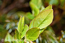 C194093: Heidelbeere (Vaccinium myrtillus)