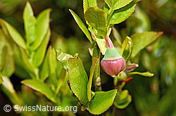 C194094: Heidelbeere (Vaccinium myrtillus)