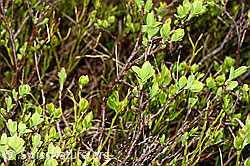 C194096: Heidelbeere (Vaccinium myrtillus)