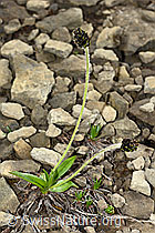 C194110: Berg-Wegerich (Plantago atrata)