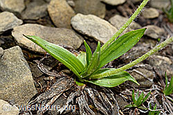 C194111: Berg-Wegerich (Plantago atrata)
