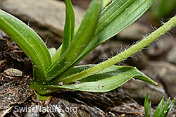 C194113: Berg-Wegerich (Plantago atrata)
