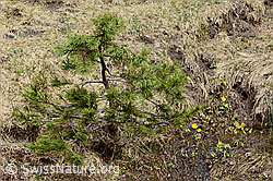 C194116: Bergföhre (Pinus mugo)