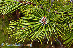 C194118: Bergföhre (Pinus mugo)