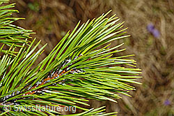 C194119: Bergföhre (Pinus mugo)