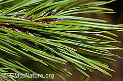 C194120: Bergföhre (Pinus mugo)