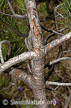 C194122: Bergföhre (Pinus mugo)