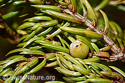 Foto: Alpen-Wacholder (Juniperus communis subsp. saxatilis)