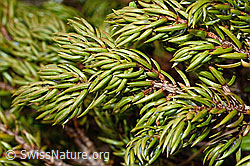 Foto: Alpen-Wacholder (Juniperus communis subsp. saxatilis)