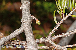 Foto: Alpen-Wacholder (Juniperus communis subsp. saxatilis)