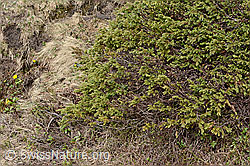 Foto: Alpen-Wacholder (Juniperus communis subsp. saxatilis)