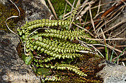 C194136: Grünstieliger Streifenfarn (Asplenium viride)