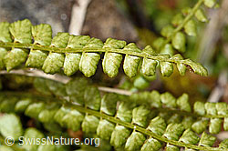C194137: Grünstieliger Streifenfarn (Asplenium viride)