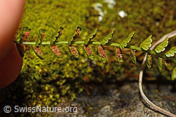 C194144: Grünstieliger Streifenfarn (Asplenium viride)