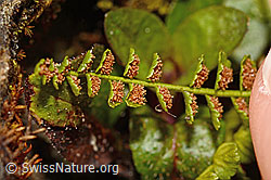 C194146: Grünstieliger Streifenfarn (Asplenium viride)