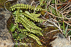 C194148: Grünstieliger Streifenfarn (Asplenium viride)