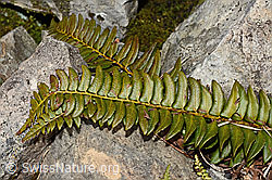 C194158: Lanzenfarn (Polystichum lonchitis)