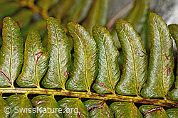 C194159: Lanzenfarn (Polystichum lonchitis)