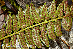 C194160: Lanzenfarn (Polystichum lonchitis)