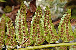 C194161: Lanzenfarn (Polystichum lonchitis)