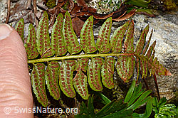 C194162: Lanzenfarn (Polystichum lonchitis)