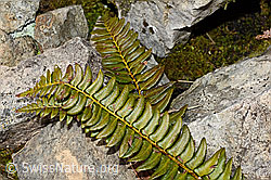 C194163: Lanzenfarn (Polystichum lonchitis)