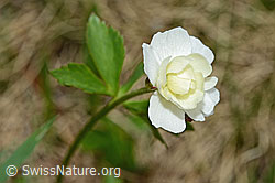 Eisenhutblättriger Hahnenfuss (Ranunculus aconitifolius) (C194174)